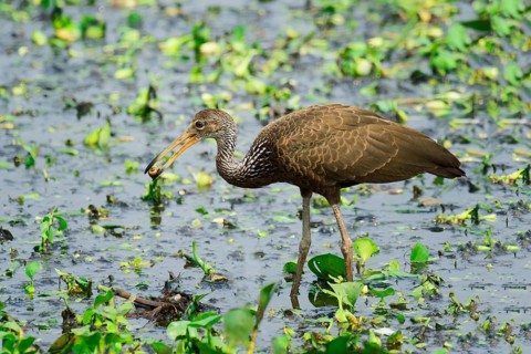 Limpkin (Aramus guarauna) feeding on snail