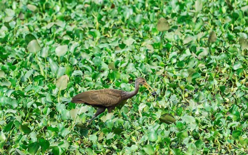 Limpkin (Aramus guarauna) feeding on snail