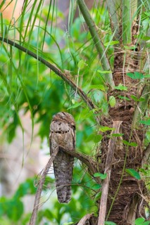 Grey Potoo or Common Potoo (Nyctibius griseus)