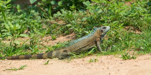 Green Iguana (Iguana iguana)
