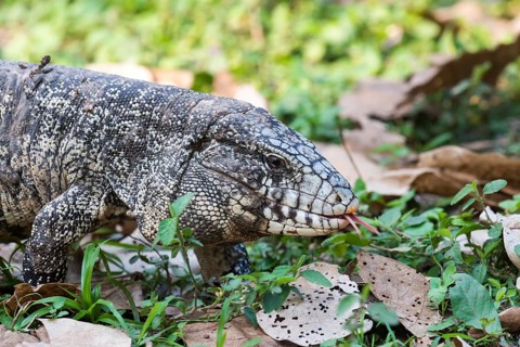 Argentine Black and White Tegu (Tupinambis merianae)