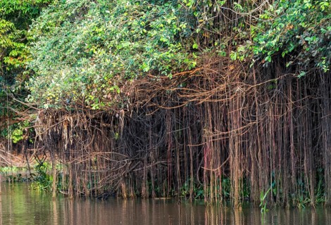 Cuiaba river