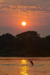 White-necked Heron or Cocoi Heron (Ardea cocoi) on the Cuiaba river at sunrise