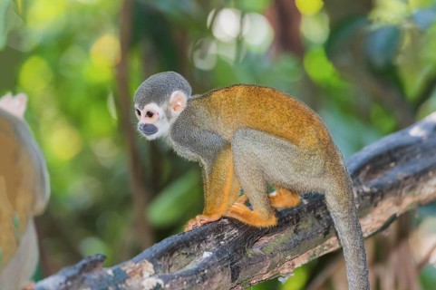 Squirrel Monkey (Saimiri sciureus)