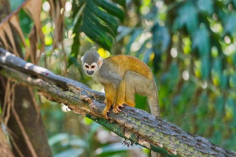 Squirrel Monkey (Saimiri sciureus)