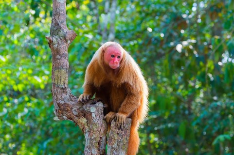Red Bald-headed Uakari
