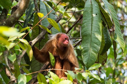 Red Bald-headed Uakari