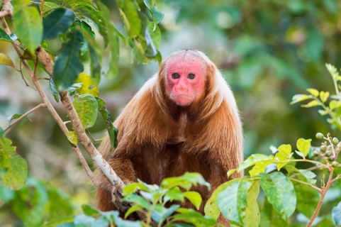 Red Bald-headed Uakari