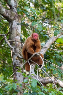 Red Bald-headed Uakari