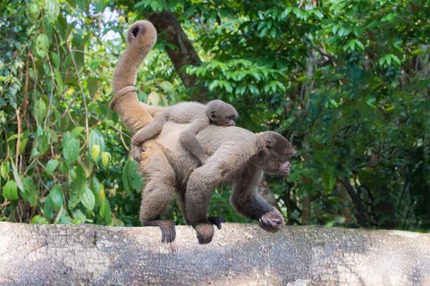 Brown Woolly Monkey or Humboldt's Woolly Monkey (Lagothrix lagotricha)