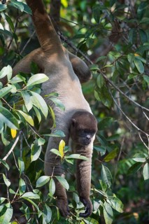 Brown Woolly Monkey or Humboldt's Woolly Monkey (Lagothrix lagotricha)