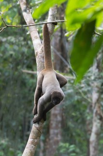Brown Woolly Monkey or Humboldt's Woolly Monkey (Lagothrix lagotricha)