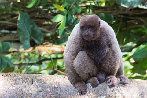 Brown Woolly Monkey or Humboldt's Woolly Monkey (Lagothrix lagotricha)