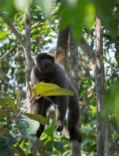 Brown Woolly Monkey or Humboldt's Woolly Monkey (Lagothrix lagotricha)