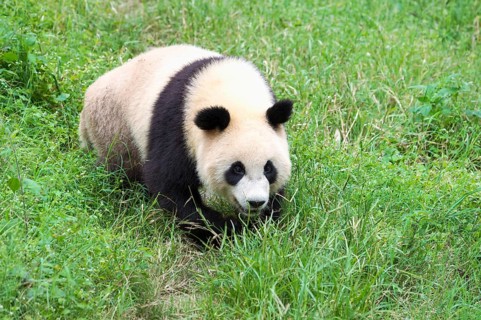 Giant Panda (Ailuropoda melanoleuca)