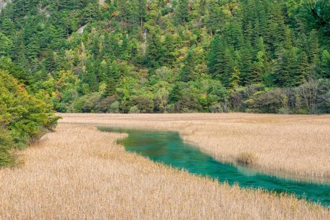 Reed Lake
