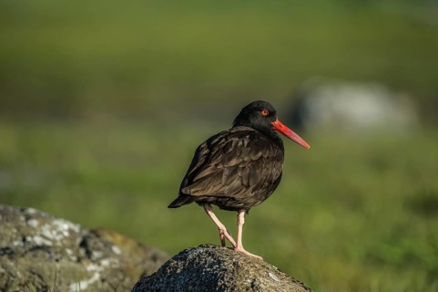 Black Oystercatcher (Haematopus bachmani)