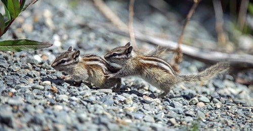 Least Chipmunk (Tamias minimus)