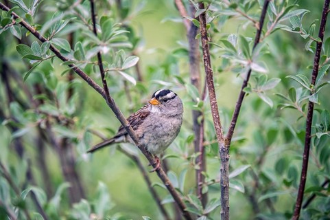 White-crowned Sparrow (Zonotrichia leucophrys)
