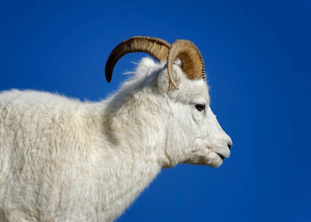 Dall Sheep (Ovis dalli)