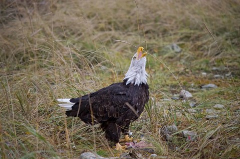 Bald Eagle (Haliaeetus leucocephalus)