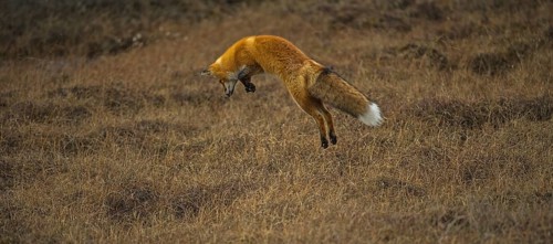 Red Fox (Vulpes vulpes)