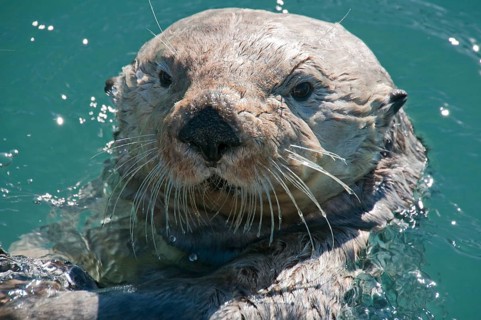Sea Otter (Enhydra lutris)