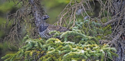 Spruce Grouse (Dendragapus canadensis)