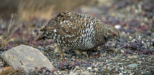 Spruce Grouse (Dendragapus canadensis)