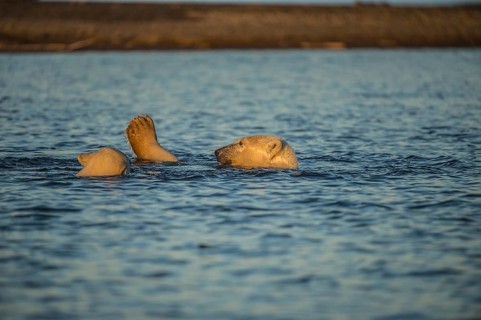 Two polar bears (Ursus maritimus) in the sea