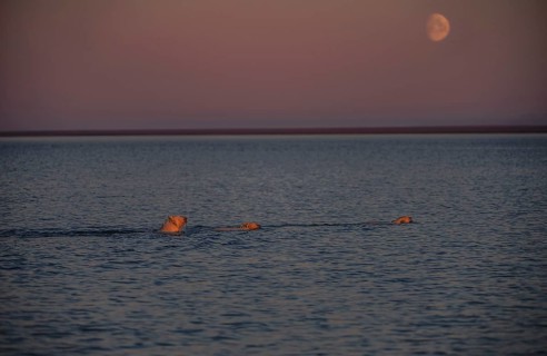 Polar bear (Ursus maritimus) with two young animals in the sea