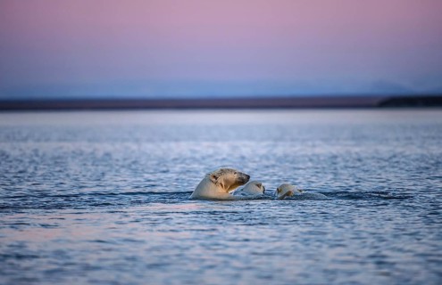 Polar bear (Ursus maritimus) with two young animals in the sea