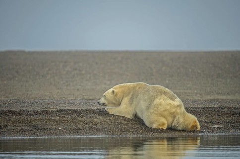Polar bear (Ursus maritimus)