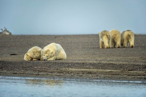 Two polar bears (Ursus maritimus)
