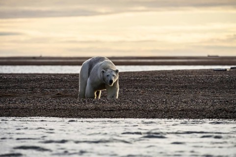 Polar bear (Ursus maritimus)