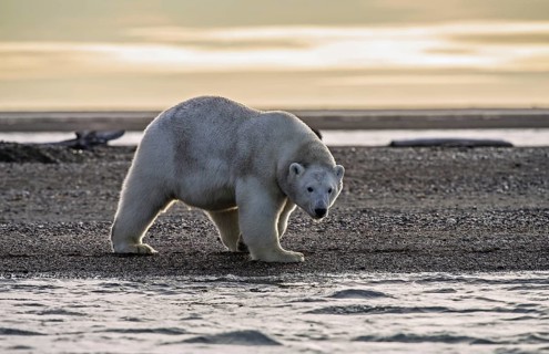 Polar bear (Ursus maritimus)