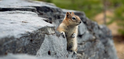 Golden-mantled ground squirrel (Spermophilus lateralis)