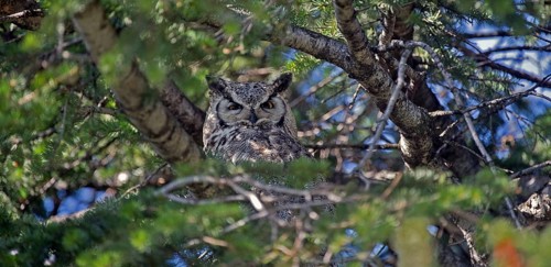 Great horned Owl (Bubo virginianus)