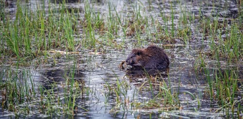 North American beaver (Castor canadensis)