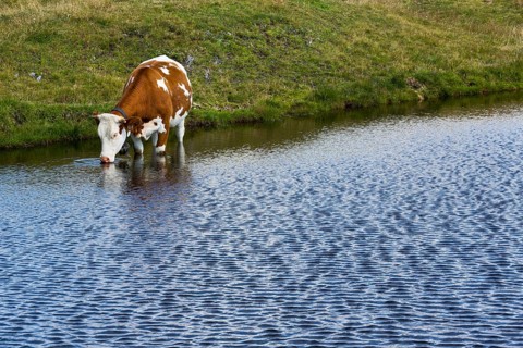 Cows drinking from mountain lake on Hasellochscharte