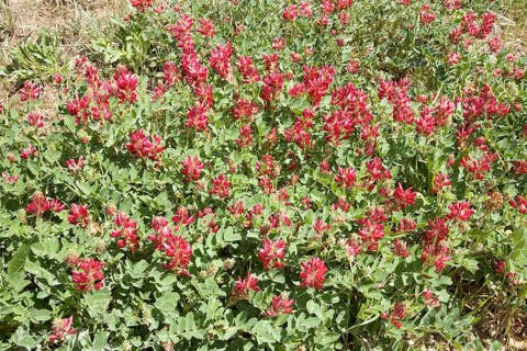 French honeysuckle (Hedysarum coronarium)