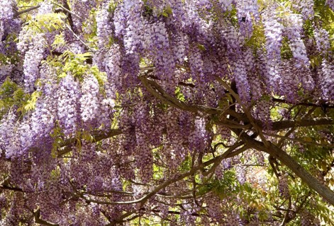 Chinese Wisteria (Wisteria sinensis)
