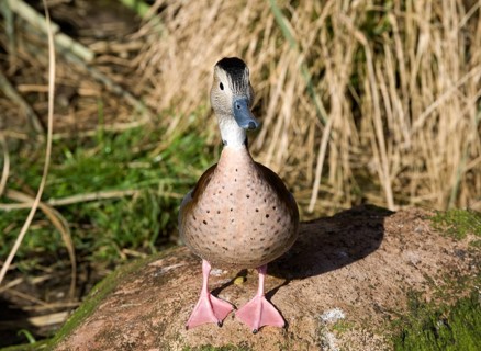 Ringed teal (Callonetta leucophrys)