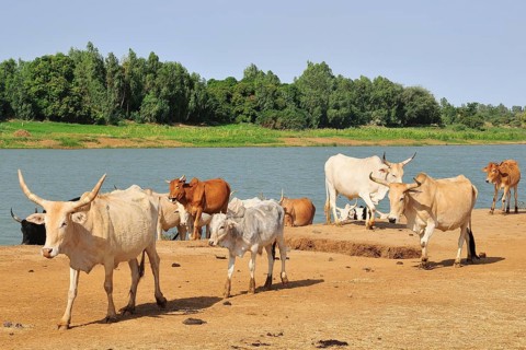 Cattle by the Senegal river