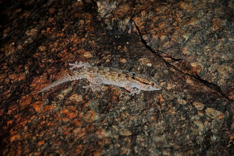 Helmeted gecko (Tarentola chazaliae) at night