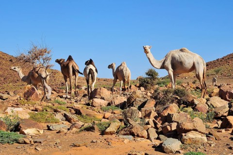 Dromedaries in the mountains at Amogjar pass