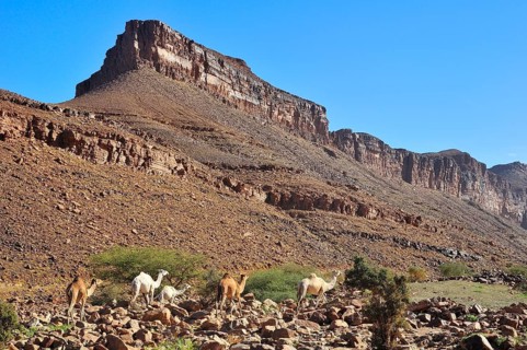 Dromedaries in the mountains at Amogjar pass