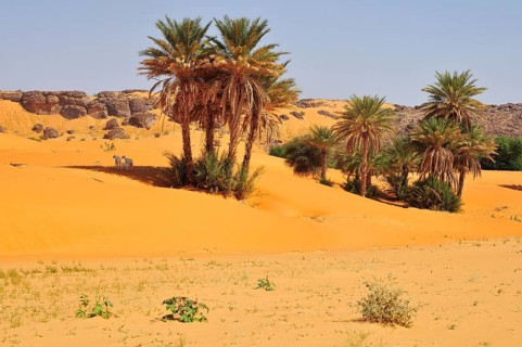 Goats under date palms in sand