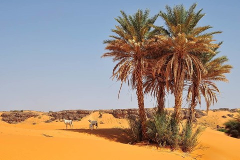 Goats under date palms in sand