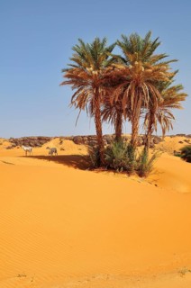 Goats under date palms in sand